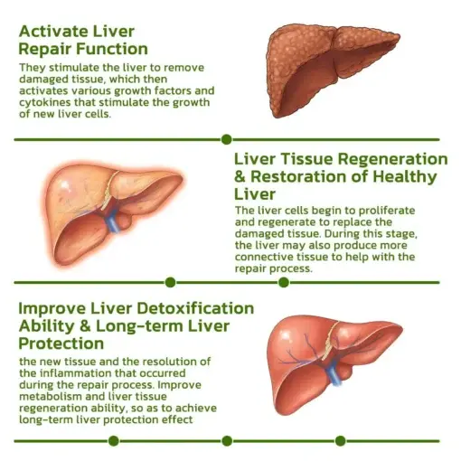 Vegan Liver Cleaning Nasal Herbal Box - Image 5