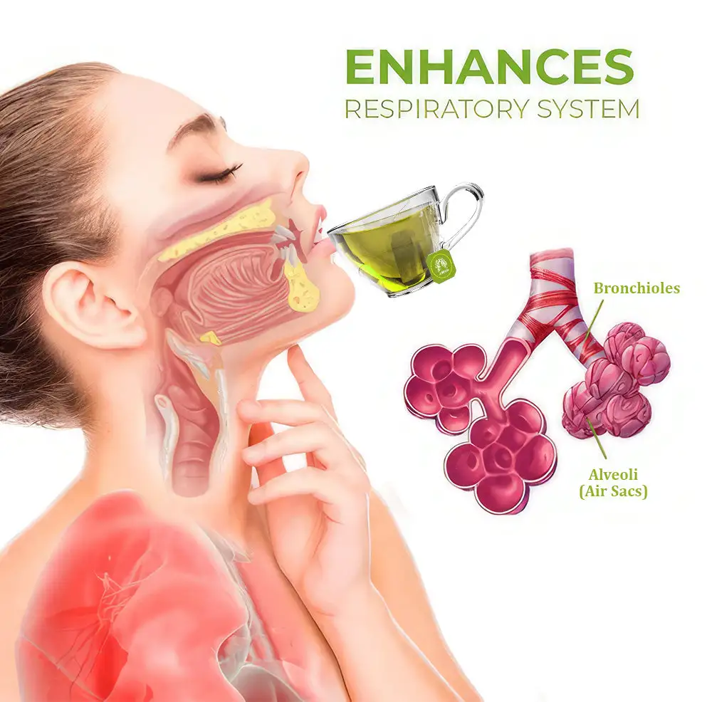 MULLEIN Natural Herbal Tea For Lung Cleanse And Respiratory Support - Image 6