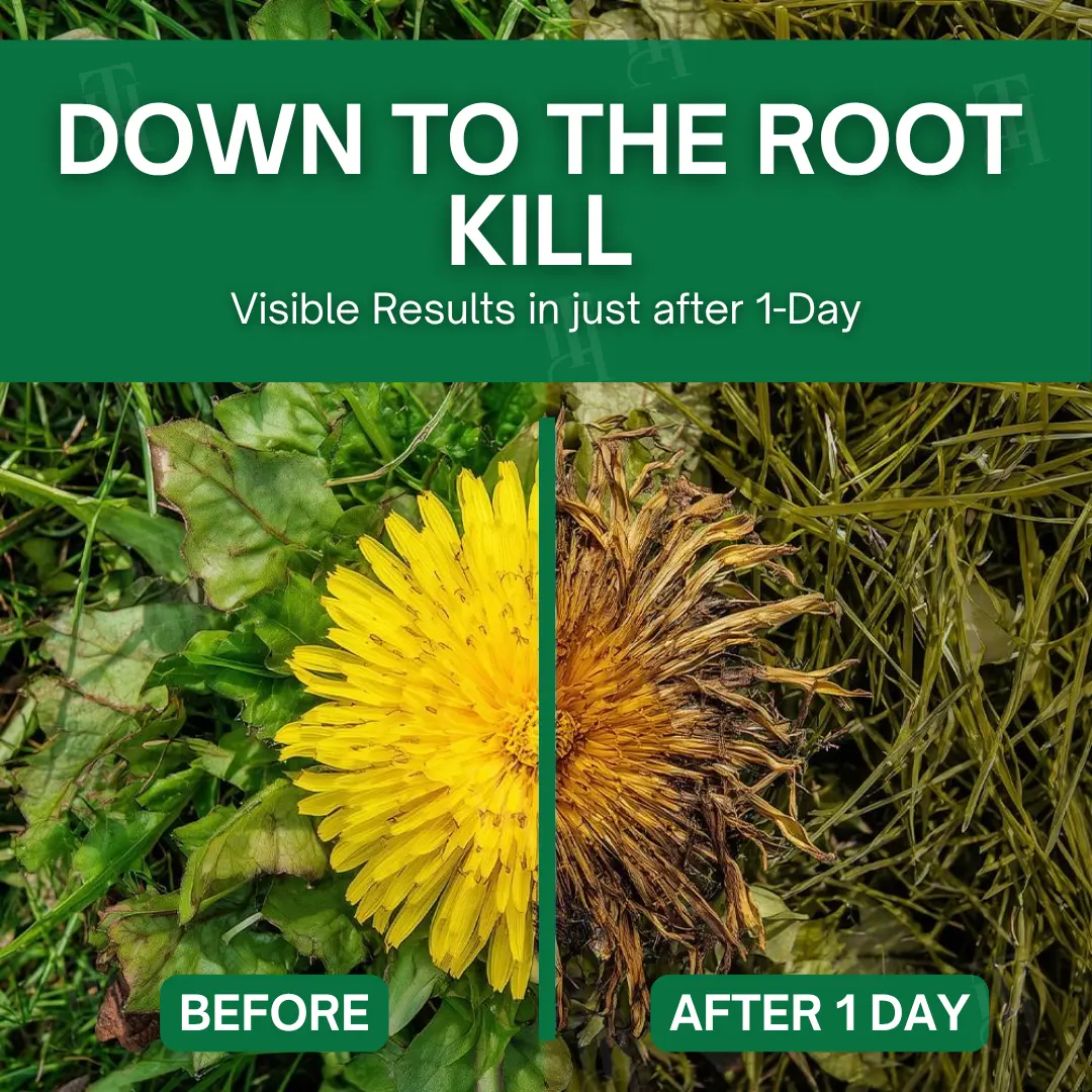 3 in 1 Max Power Herbicide - Image 2