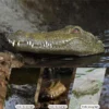PRANK – REMOTE CONTROLLED ALLIGATOR